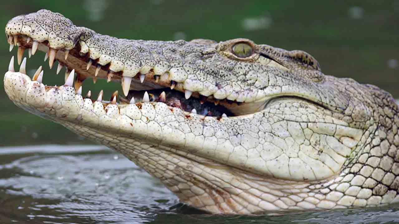 చెరువుల్లో పెరుగుతున్న మొసళ్లు