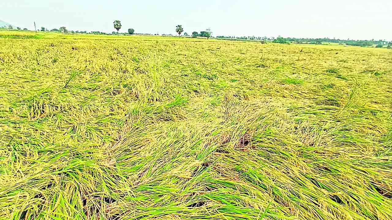 అకాల వర్షం..రైతుకు తీవ్ర నష్టం