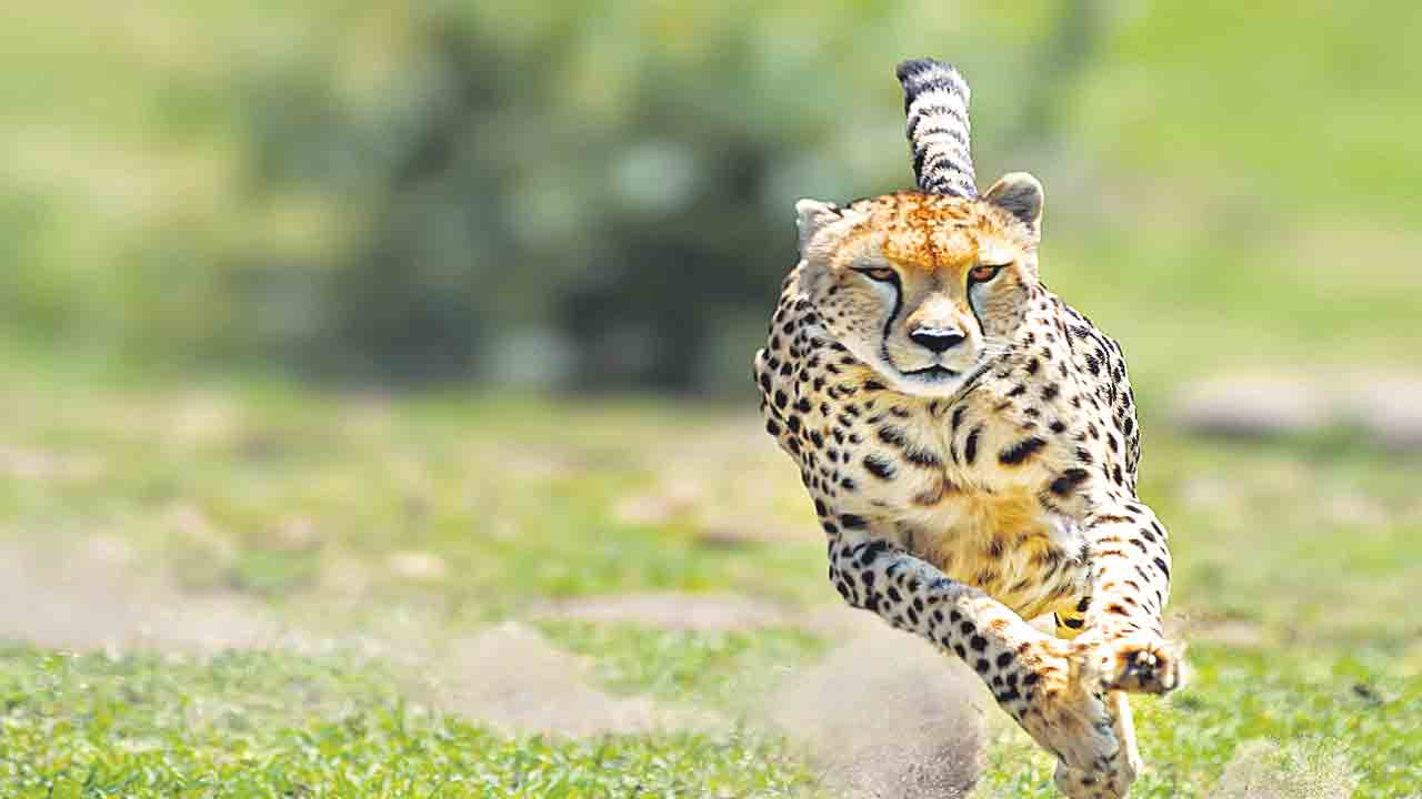 Cheetah | చీతాలు ఇక్కడ అసలే బతకవు.. కేంద్రానికి మధ్యప్రదేశ్‌ లేఖ