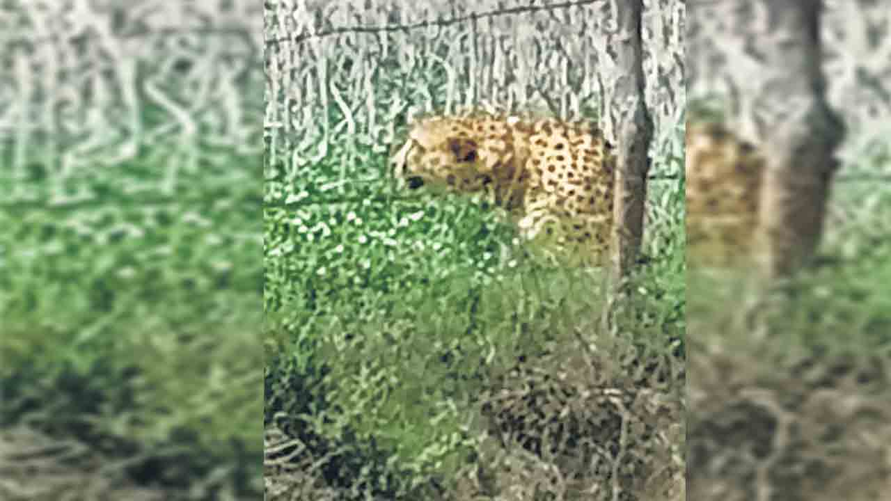 గ్రామంలోకి చొరబడ్డ ‘నమీబియా’ చీతా