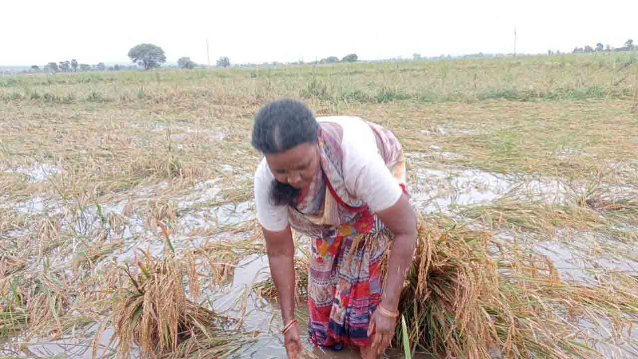 వదలని వాన..రైతన్న ఆందోళన