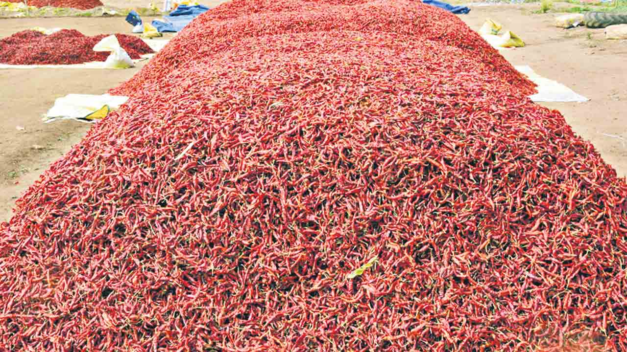 కాసులు కురిపిస్తున్న ఎండుమిర్చి