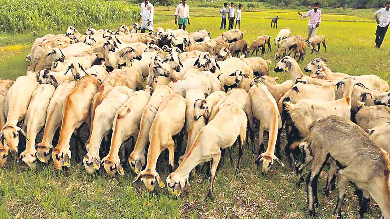 1296 యూనిట్లు..రూ.17 కోట్లు