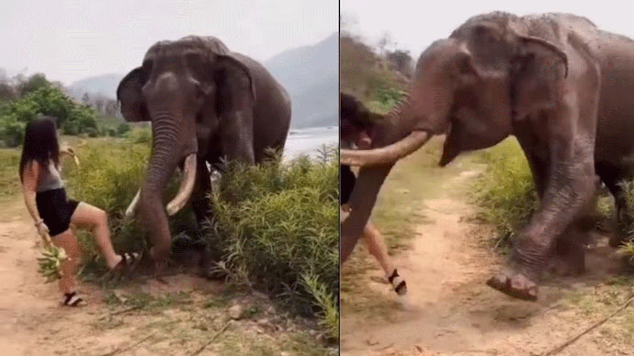 Viral Video | అర‌టిపండు తినిపించేందుకు వ‌చ్చిన యువ‌తిపై ఏనుగు దాడి