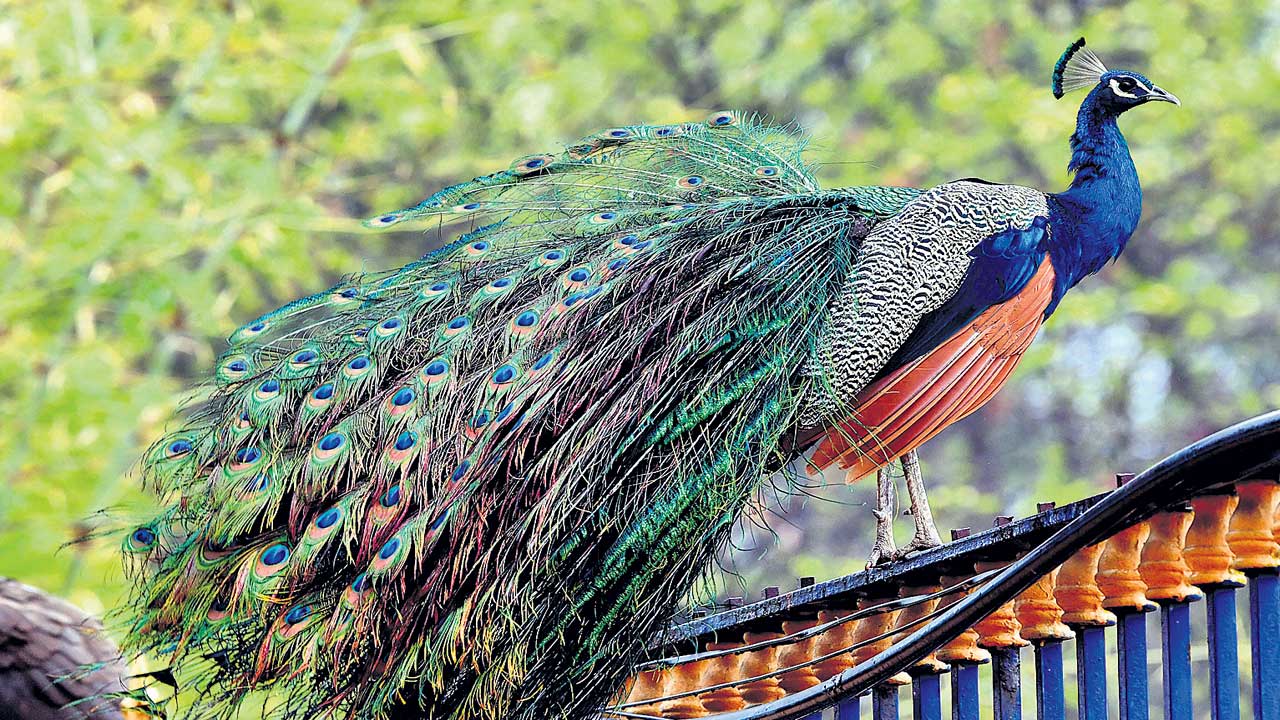 మయూరం వయారాలు