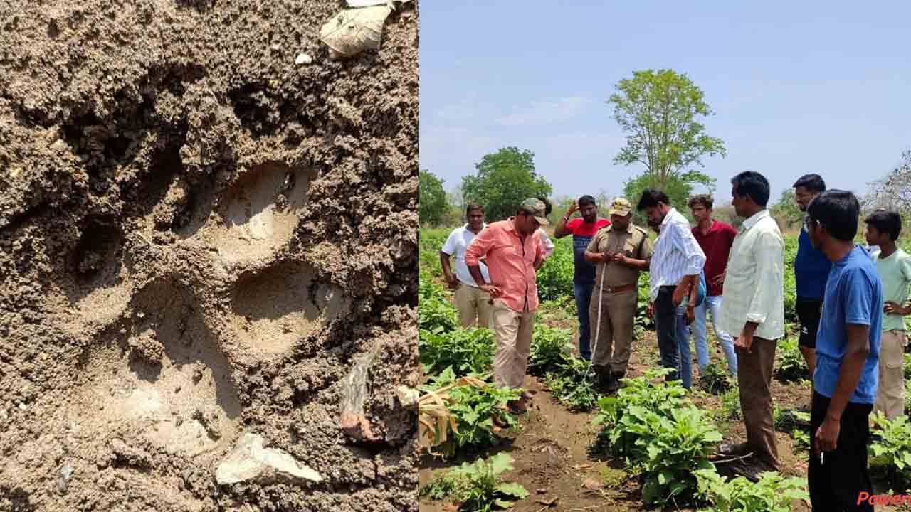 పొలాల్లో చిరుత సంచారం
