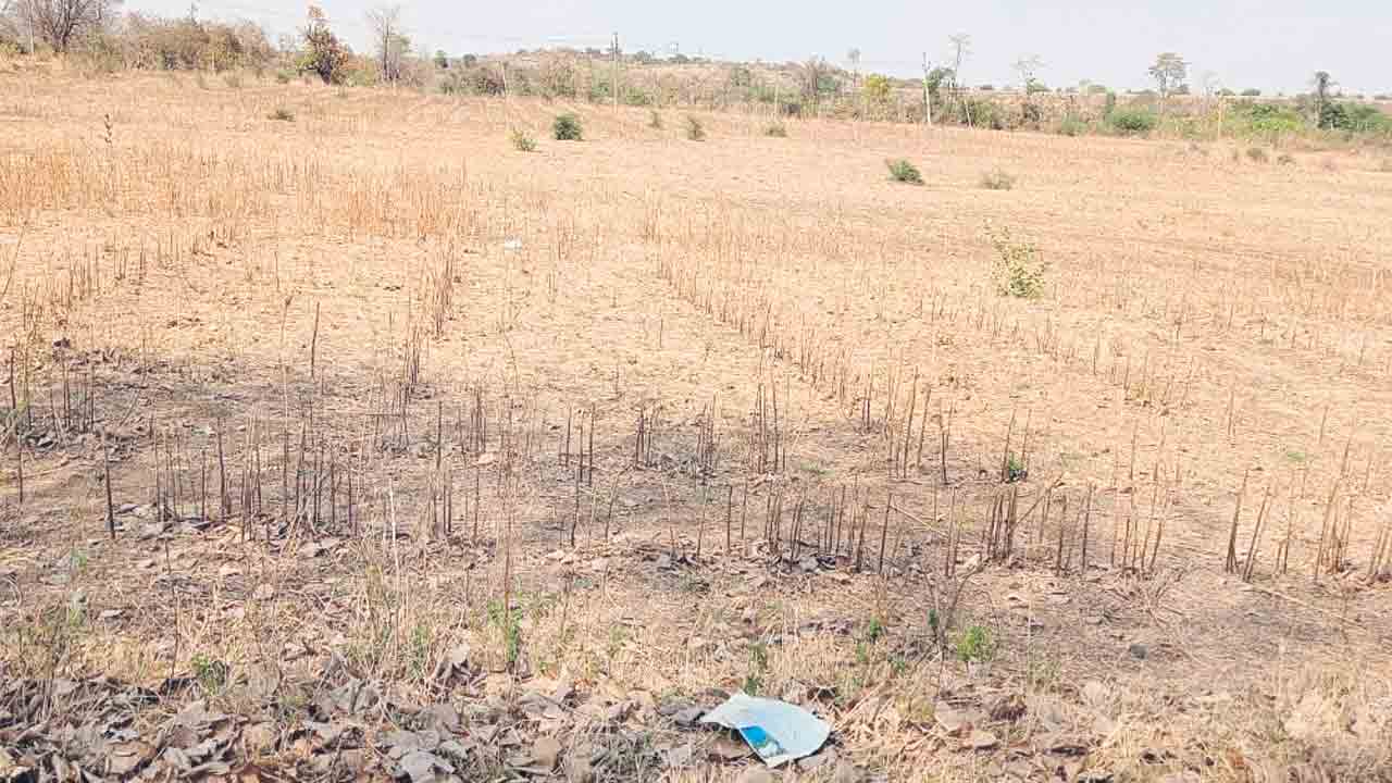 ఆదిలాబాద్‌లో అగ్రికల్చర్‌ కాలేజీ