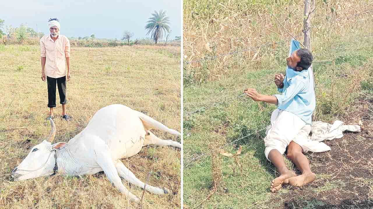 ఆసిఫాబాద్‌ జిల్లాలో 3100 ఎకరాల్లో నష్టం