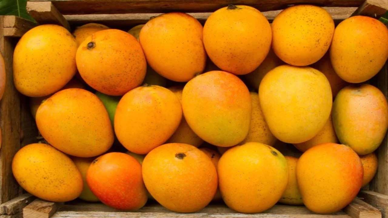 Alphonso Mangoes | ఆల్ఫోన్సో మామిడిపండ్లకు EMI సౌకర్యం..! ఈ ఆఫర్‌ కావాలంటే అక్కడికి వెళ్లాల్సిందే..!
