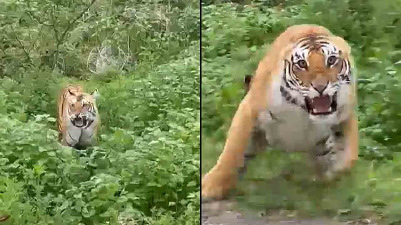 Angry Tiger | పార్క్‌లో టూరిస్ట్‌లపైకి దూసుకొచ్చిన పులి.. వీడియో వైరల్‌..!