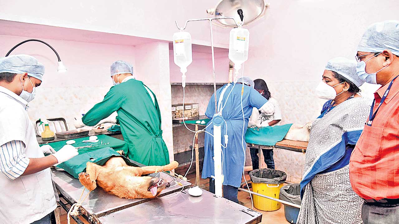 హెచ్‌ఎండీఏ పరిధిలో.. మరిన్ని యానిమల్‌ కేర్‌ సెంటర్‌లు