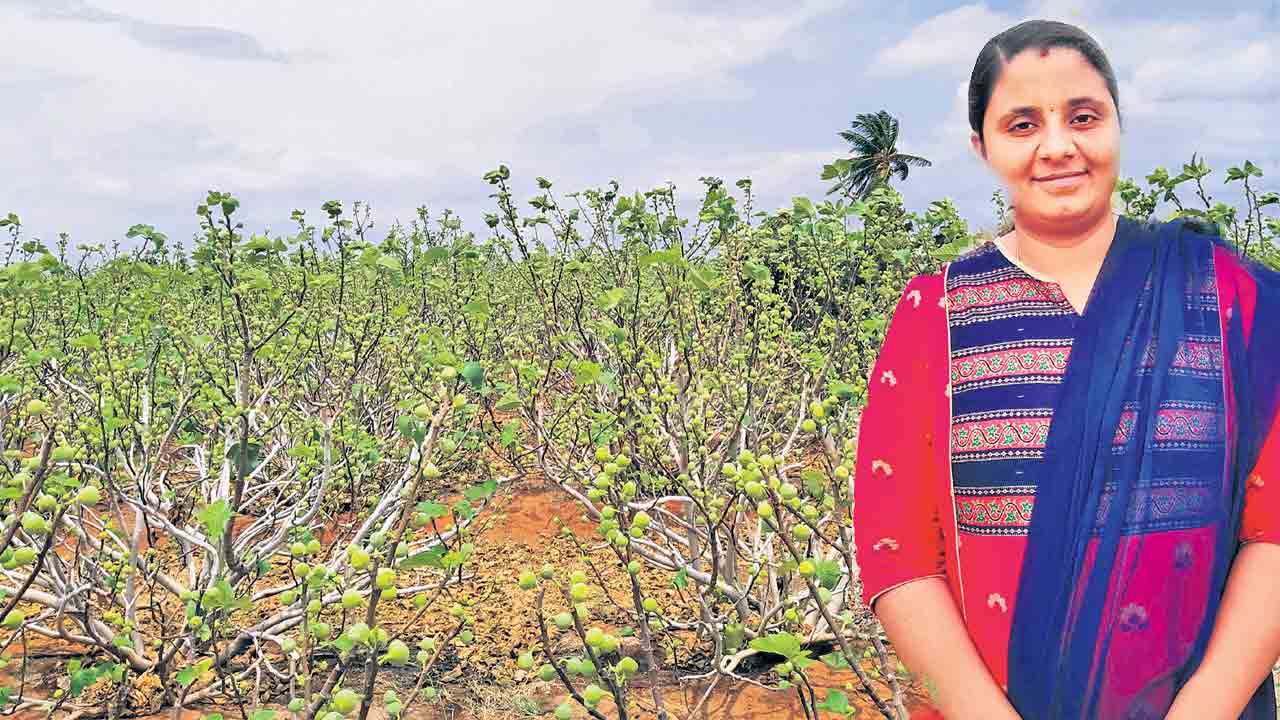 అంజీర్‌ అక్కయ్య