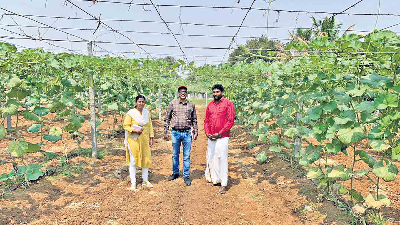 పందిరి సాగు.. ఆమ్దానీ అధికం