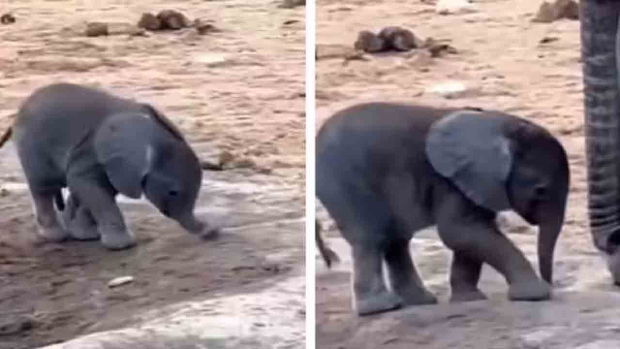 Baby Elephant Trunk | ‘నా తొండం ఇలా ఉందేమిటి?’.. ఓ ఏనుగు పిల్ల వీడియో వైరల్‌