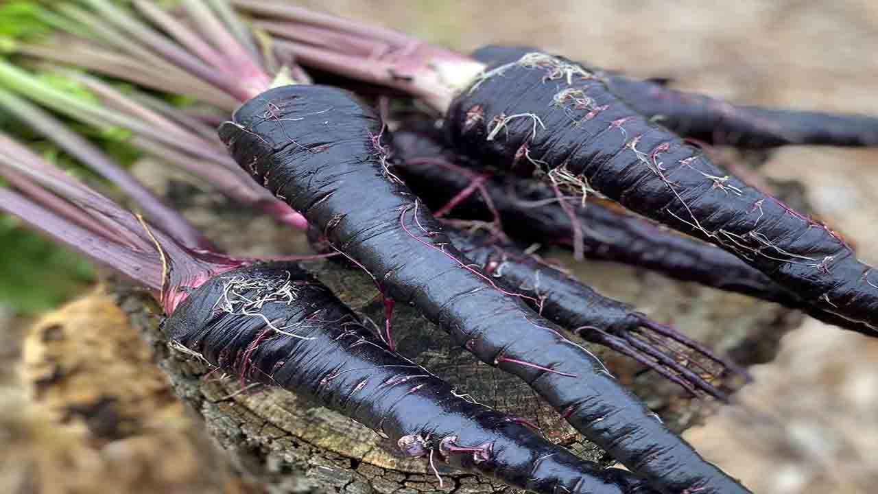 Health Tips | నల్ల క్యారెట్‌లతో క్యాన్సర్‌కు చెక్‌ పెట్టొచ్చు.. ఇంకా ఎన్ని లాభాలో తెలుసా..?