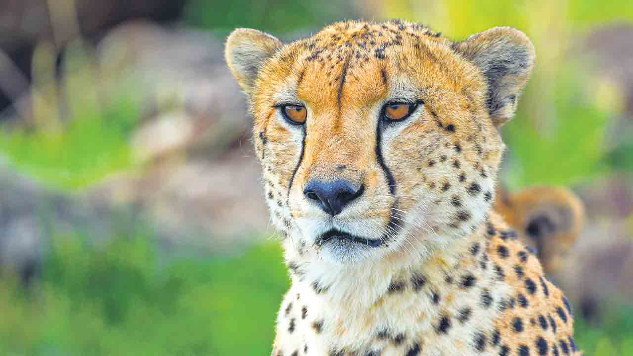 Cheetah |  చీతాలు చనిపోతాయని తెలుసు.. భారత్‌లో వాటి పునఃప్రవేశం క్లిష్టమైనది: దక్షిణాఫ్రికా