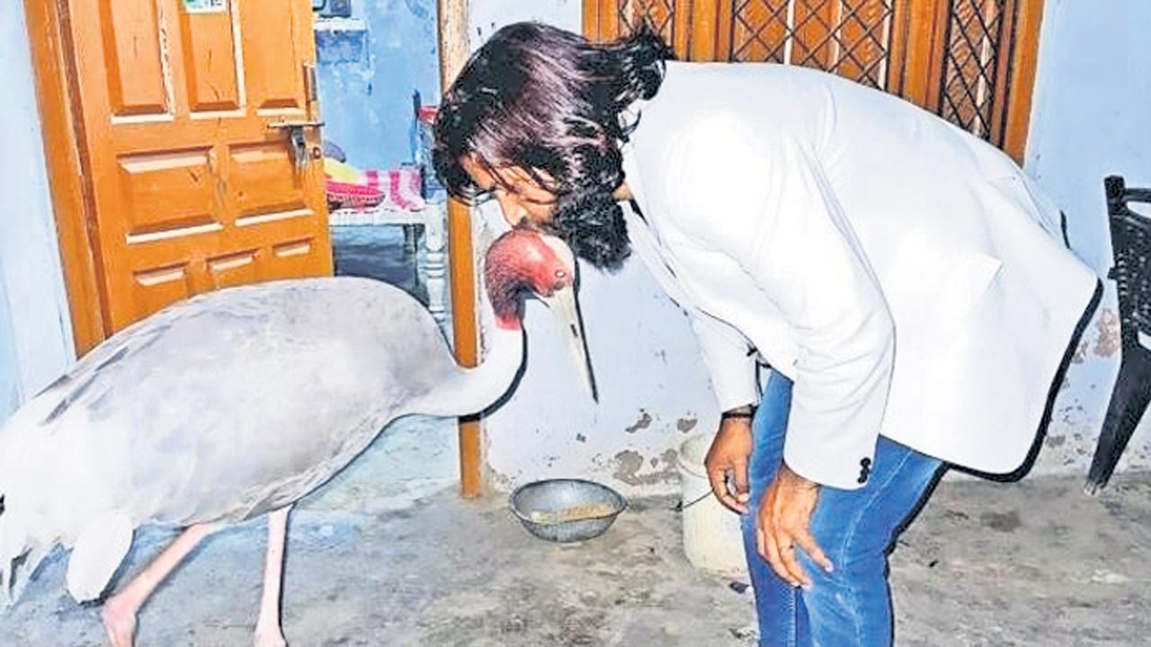 PM Modi | యూపీలో కొంగను రక్షించిన వ్యక్తిపై కేసు.. మోదీ నెమళ్లు పెంచుకొంటే కేసు పెట్టరా?