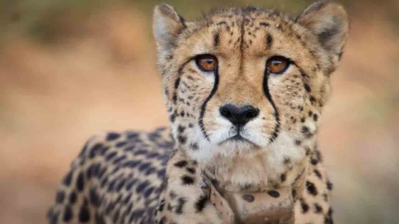 Cheetah | చీతాల మృతిని ముందుగానే ఊహించాం : దక్షిణాఫ్రికా
