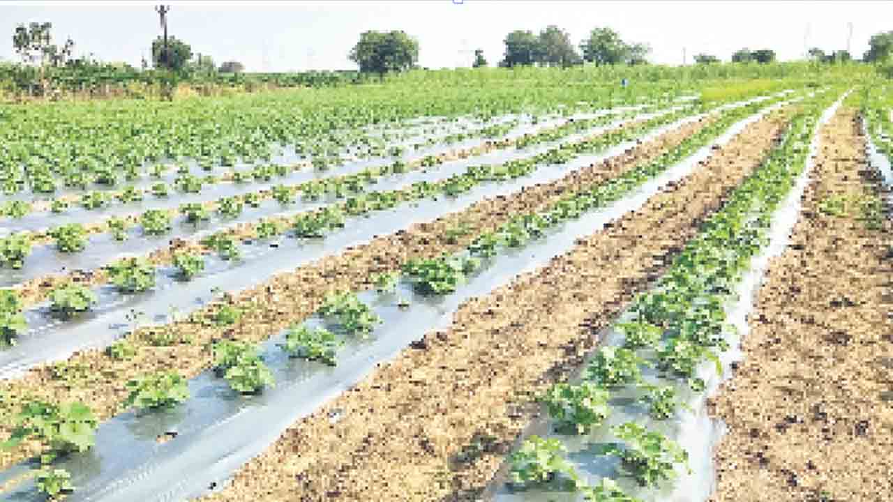 ‘కౌలు’కి స్వస్తి.. సాగుపై ఆసక్తి