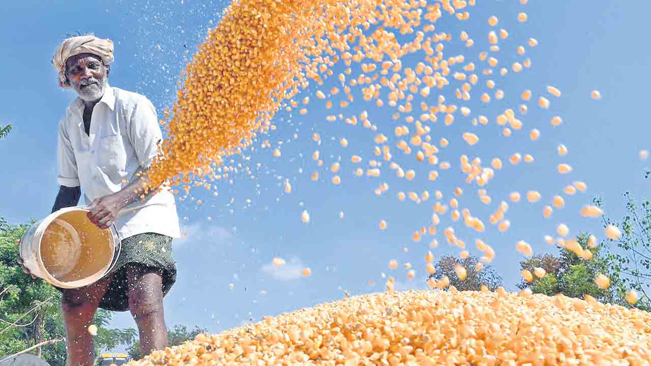 మక్కకు ‘మద్దతు’