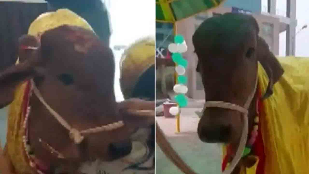 Watch: ముఖ్య అతిథిగా వచ్చి.. ఆర్గానిక్‌ రెస్టారెంట్‌ను ప్రారంభించిన ఆవు