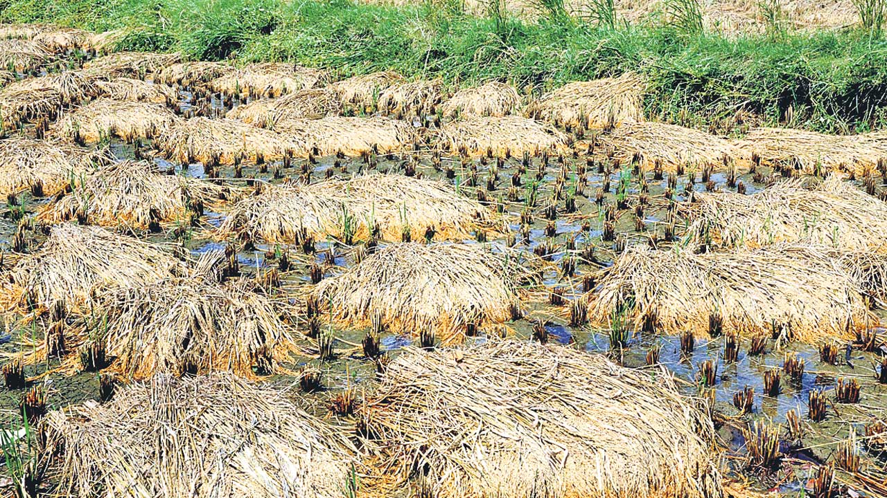 Unseasonal Rains |  అకాల వర్షాలతో అపార నష్టం.. చేతికొచ్చిన పంట నీటి పాలు