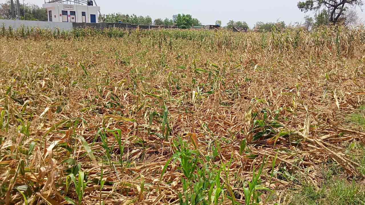 వడగళ్ల వర్షం.. రైతన్న ఆగమాగం