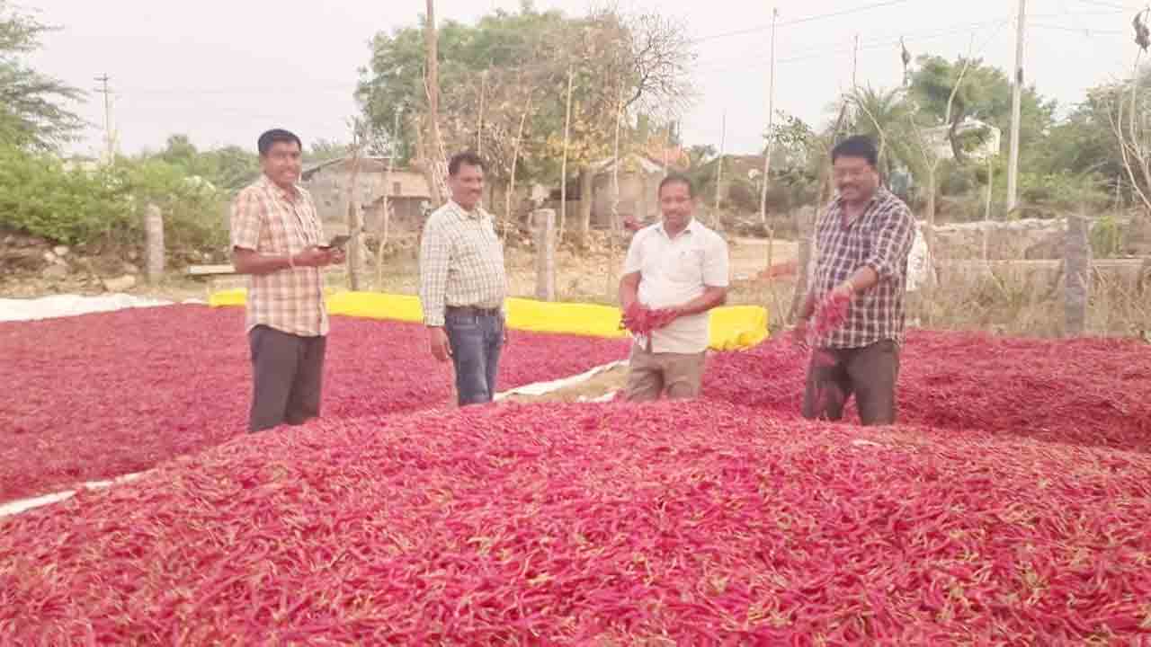 ఎర్ర బంగారమే..