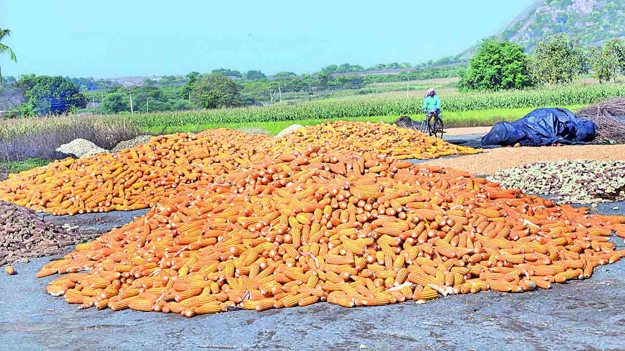 మండల పరిధిలోనే మక్కల కొనుగోళ్లు