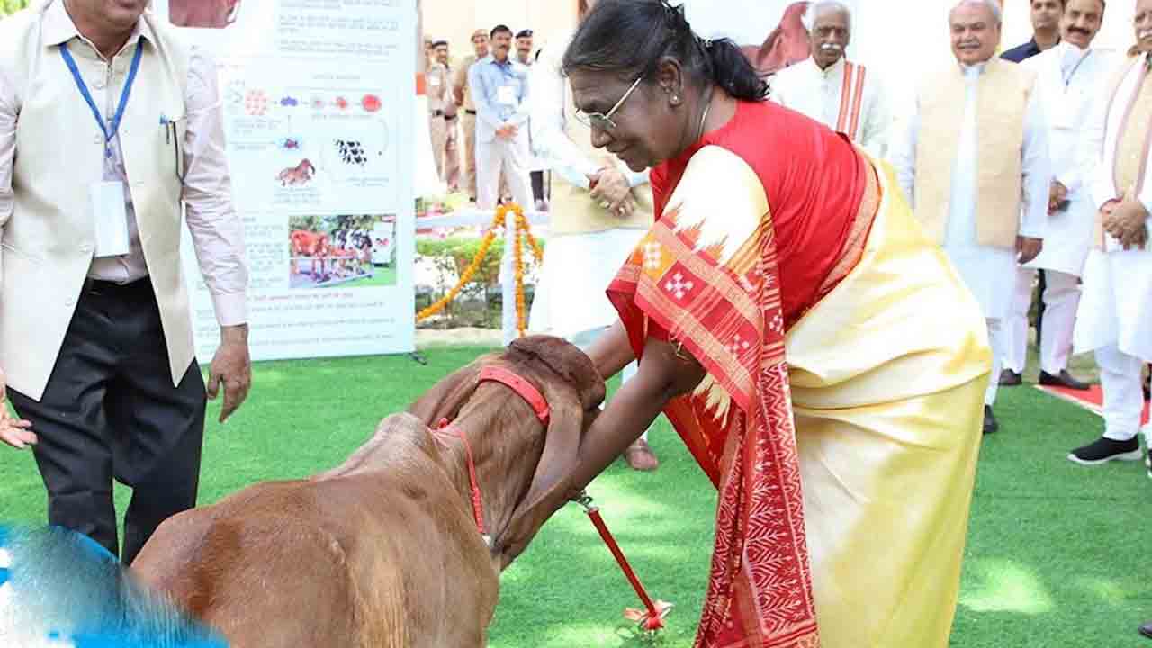 Droupadi Murmu | భారతదేశపు మొదటి గిర్‌ జాతి క్లోనింగ్‌ ఆవుదూడ గంగ.. NDRIకి వెళ్లి చూసొచ్చిన రాష్ట్రపతి ద్రౌపది ముర్ము
