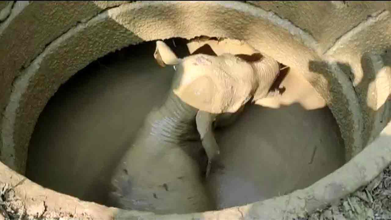 Elephant | 15 అడుగుల లోతైన బావిలో పడిపోయిన ఏనుగు.. రక్షించిన అటవీ సిబ్బంది.. వీడియో