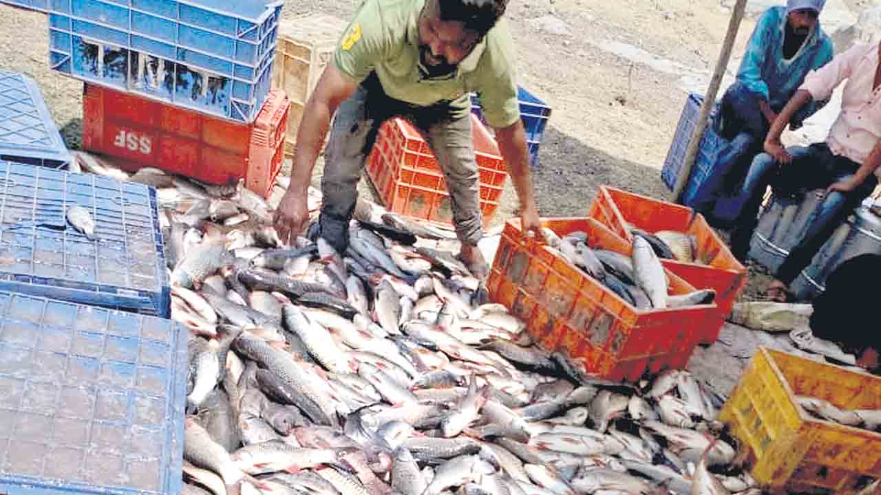 మత్స్యకళ.. సంపద భళా