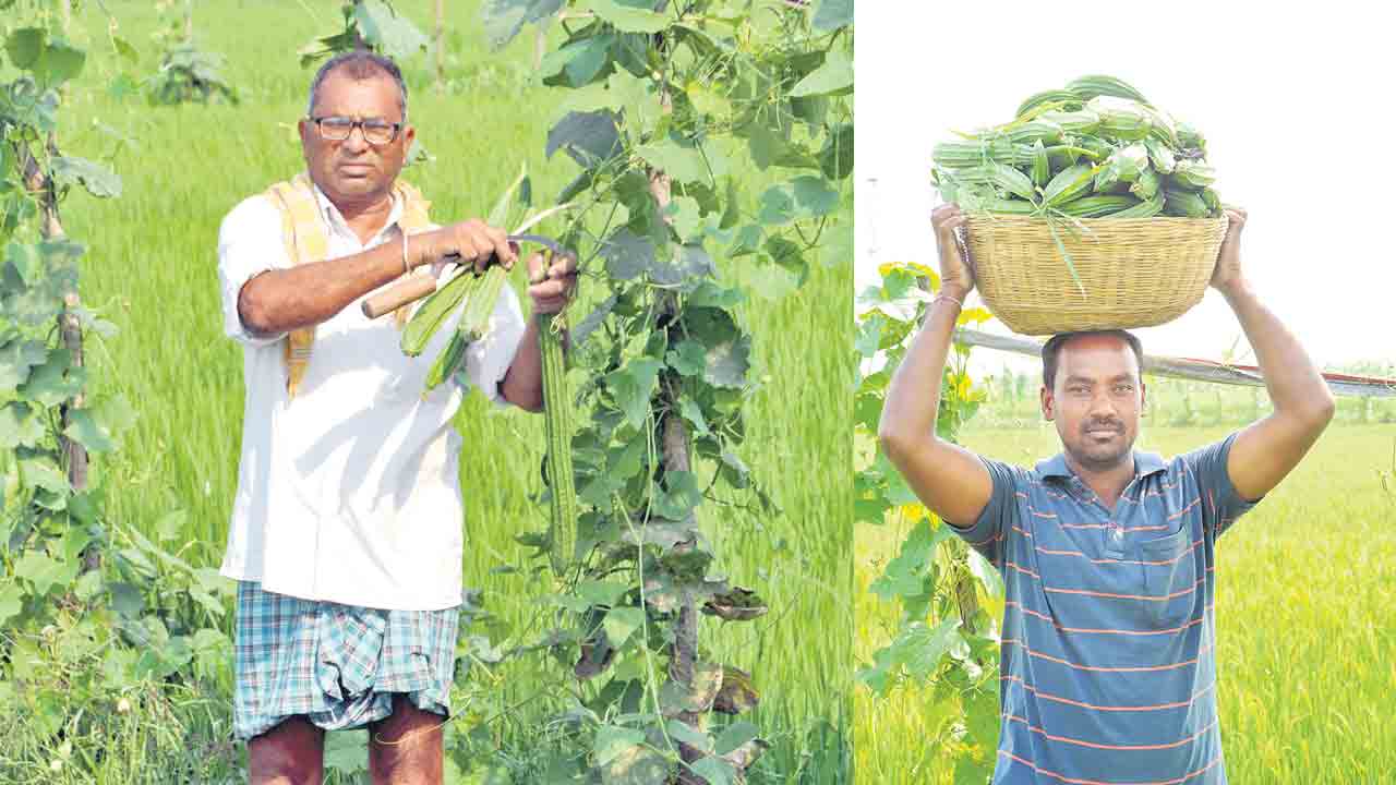 అంతర సాగు.. లాభాలు బాగు..