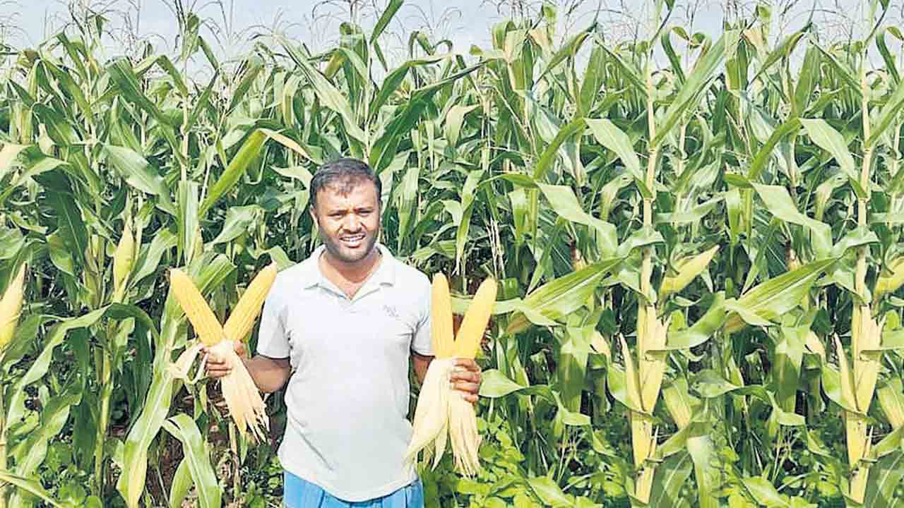 మక్క రైతుకు భరోసా