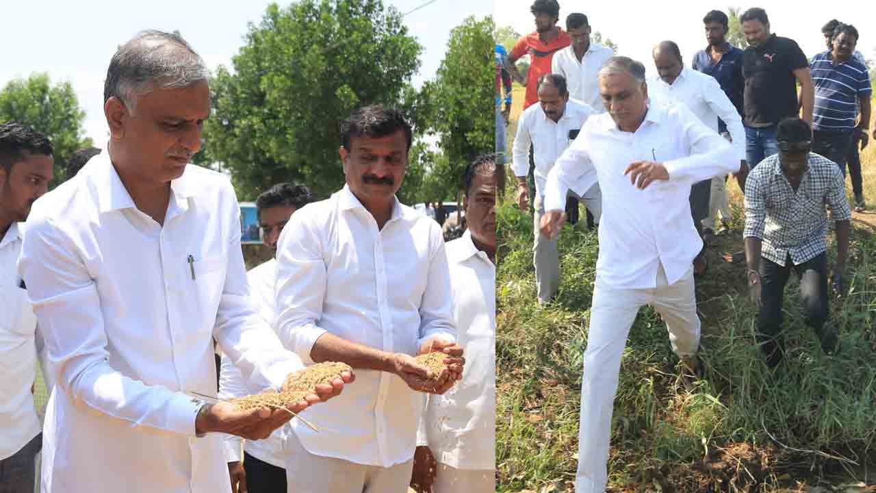 Minister Harish Rao | రైతులు పంట నష్టపోవడం దురదృష్టకరం : మంత్రి హరీశ్‌రావు