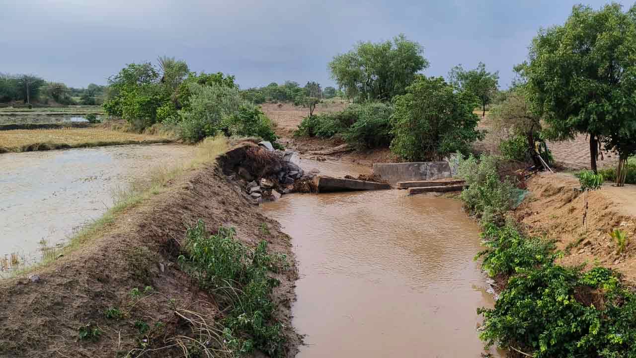 Rain | జోగుళాంబ గద్వాల, వనపర్తి జిల్లాల్లో దంచికొట్టిన వాన..
