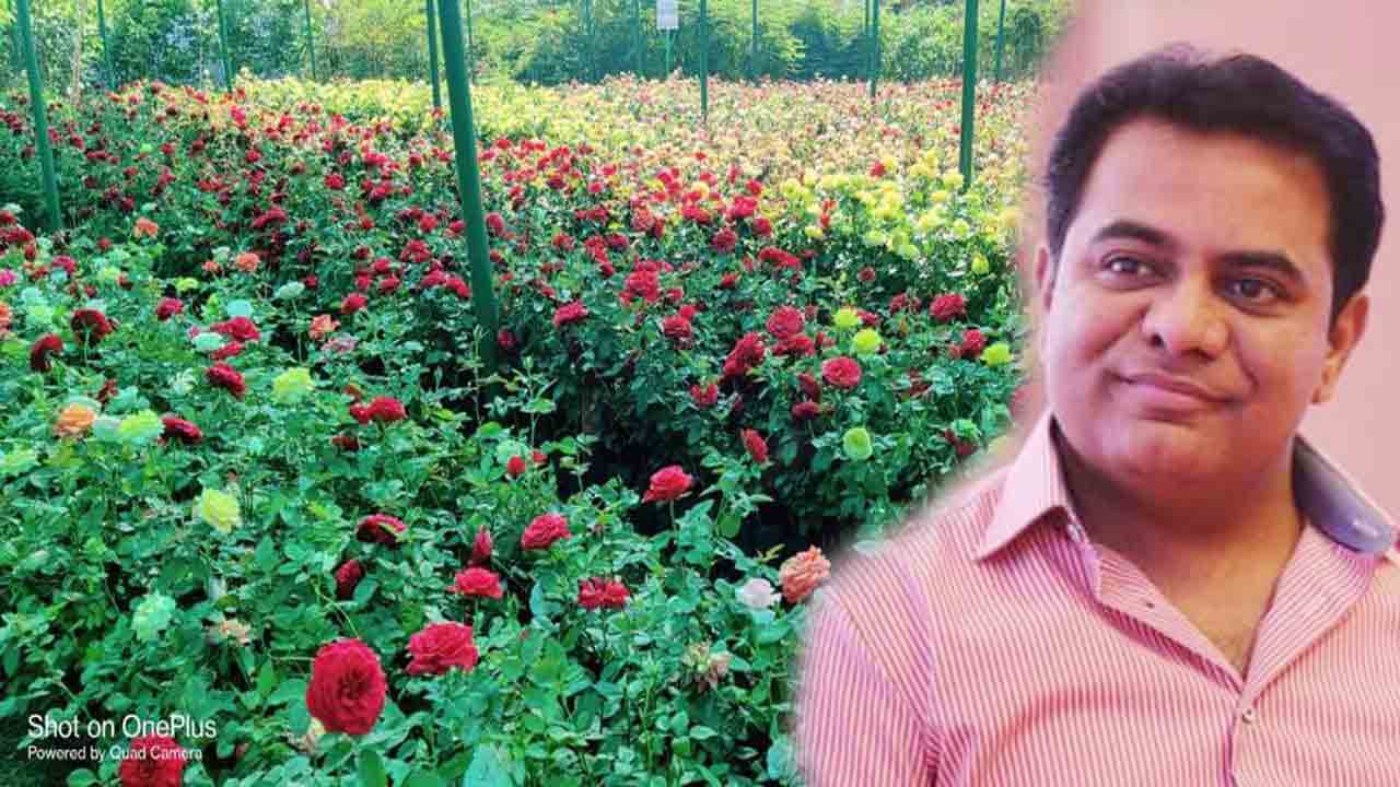 KTR | కోరుట్ల నర్సరీ అందాలకు మంత్రి కేటీఆర్ ఫిదా