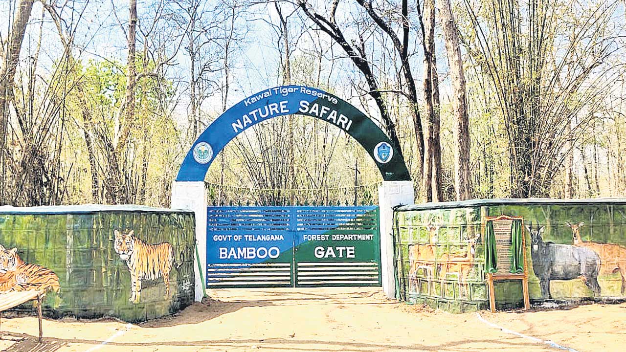 Nature safari |  ప్రకృతిలో విహరిద్దాం.. కడెం అడవుల్లో ఇక నేచర్‌ సఫారీ