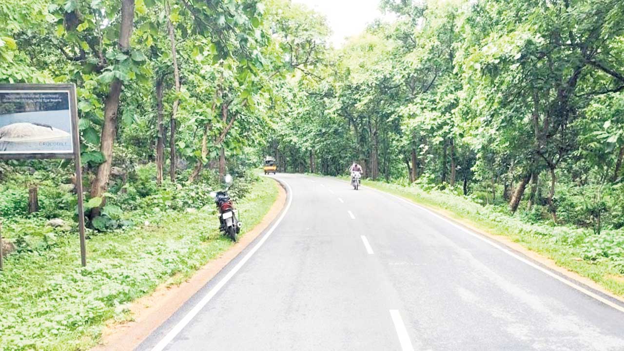 Kawal tiger reserve |  వన్య సంరక్షణకు అండర్ పాస్‎లు.. కవ్వాల్‌ టైగర్‌ రిజర్వ్‌ ఫారెస్ట్‌లో ప్రత్యేక ఏర్పాట్లు