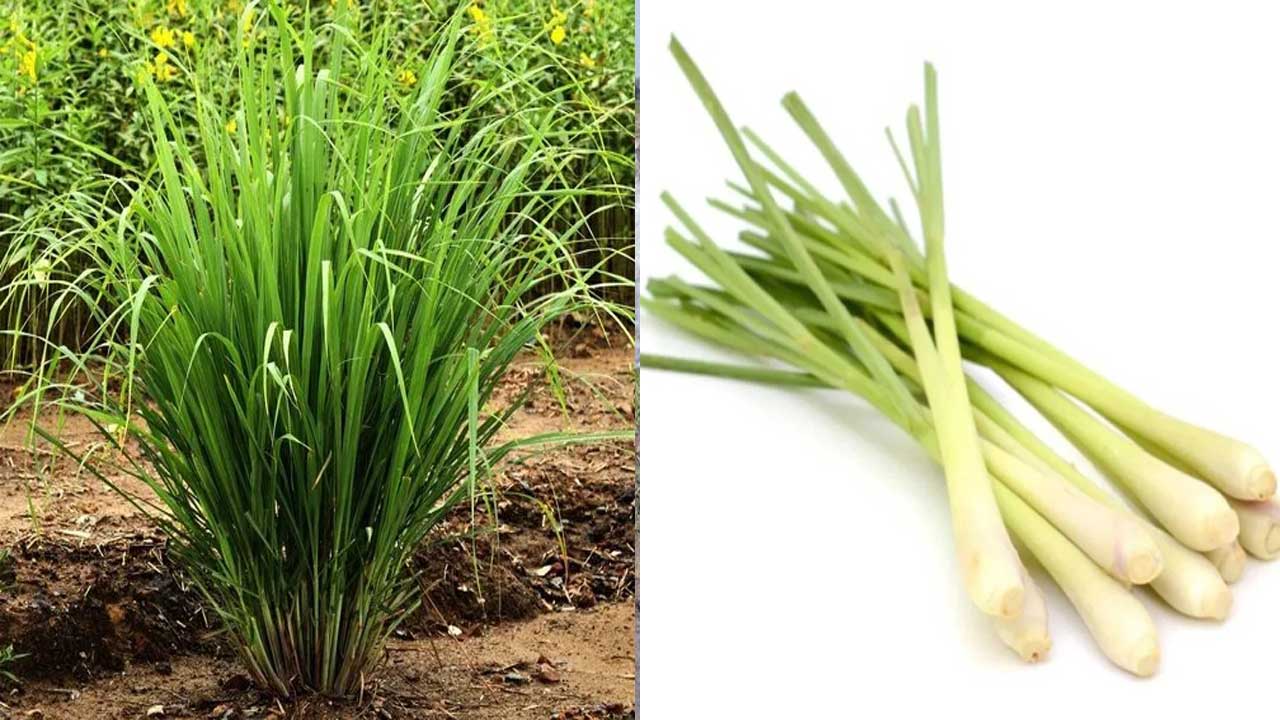 సిరులిచ్చే లెమన్‌ గ్రాస్‌