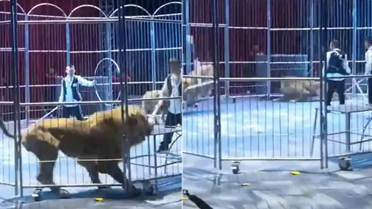 Watch: సర్కస్ ఎన్‌క్లోజర్‌ నుంచి తప్పించుకున్న సింహాలు.. తర్వాత ఏం జరిగిందంటే?