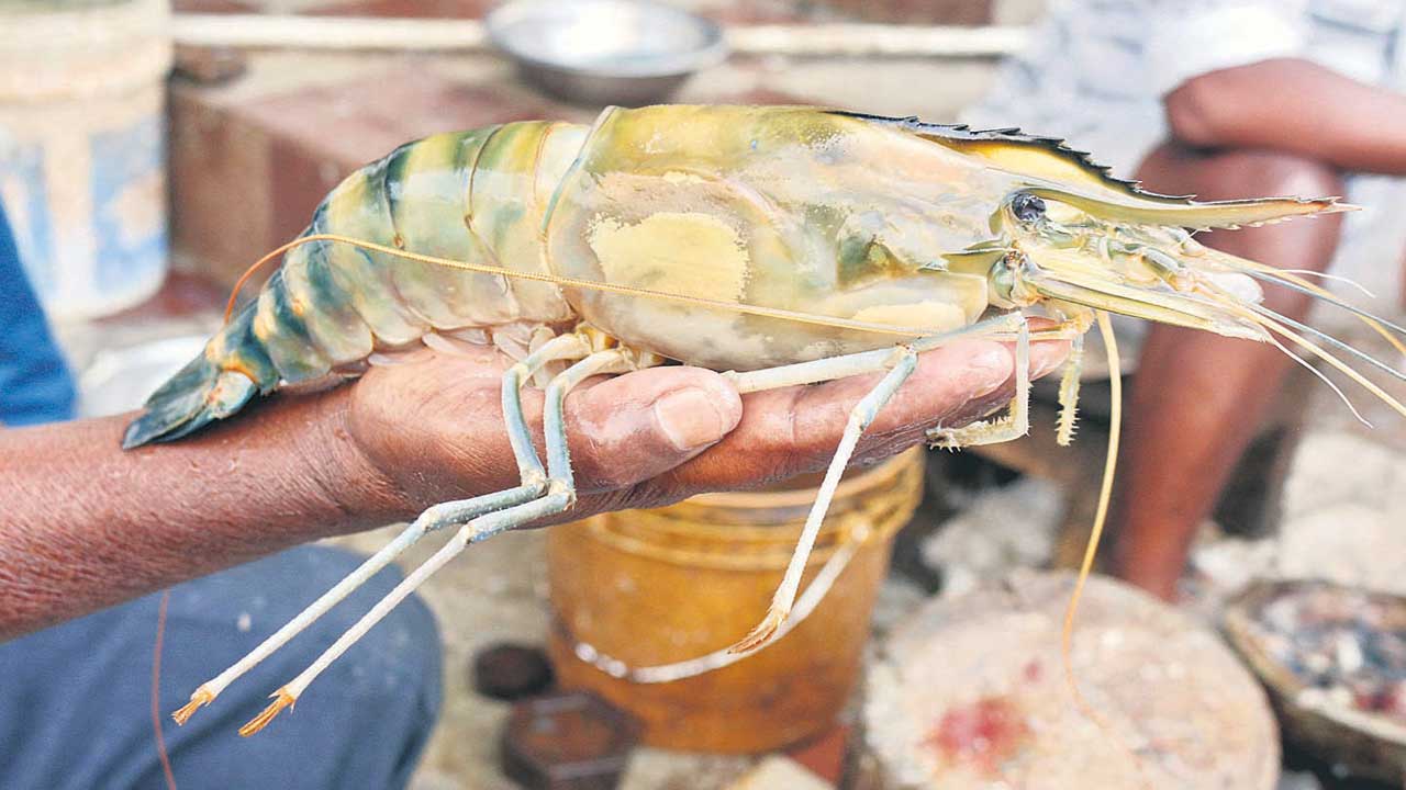 ‘ఎస్సారార్‌’లో మెగా ఆక్వా హబ్