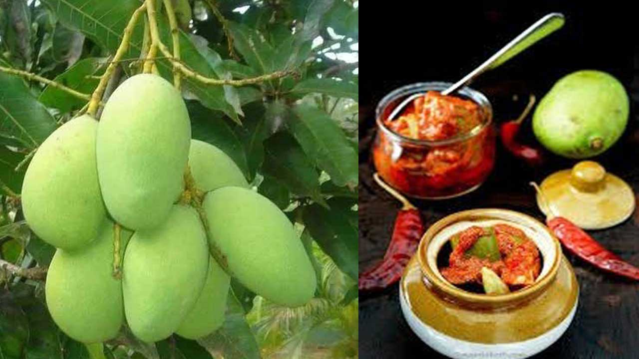 Mango | వేసవిలో షురువైన ఆవకాయ  పచ్చళ్ల సీజన్‌.. మామిడి తొక్కుల్లో ఈ వెరైటీలు ట్రై చేశారా?