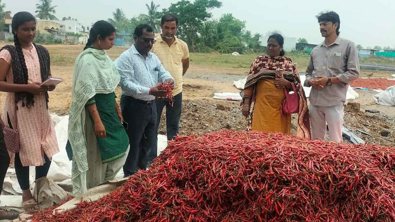 సెర్ప్‌ మిర్చి కొనుగోళ్లు