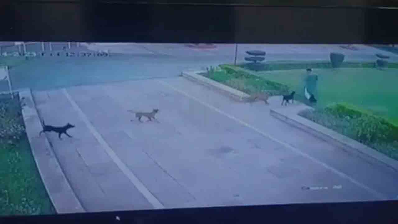 Viral Video: మార్నింగ్ వాక్ చేస్తున్న వ్యక్తి.. కరిచి చంపిన కుక్కలు