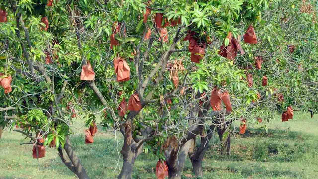 క‌వ‌ర్ క‌ట్టు.. లాభాలు ప‌ట్టు..
