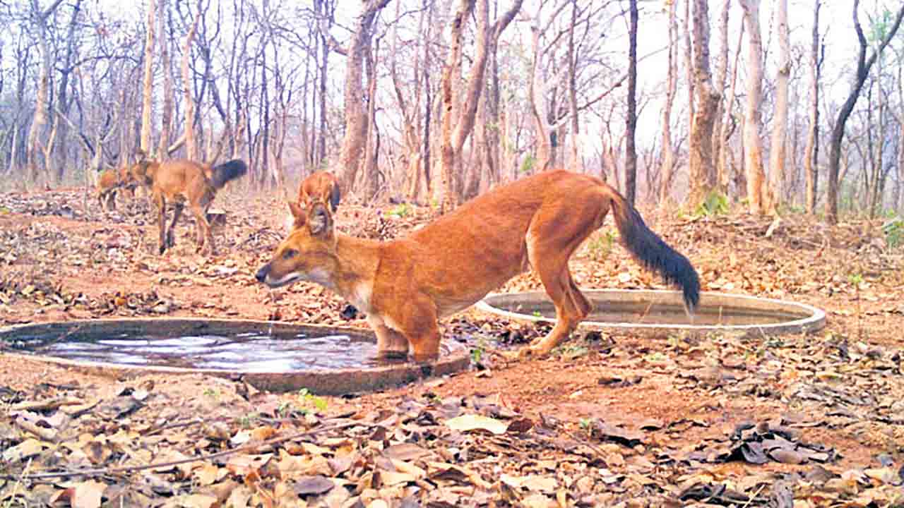 వన్యప్రాణుల దప్పిక తీరుస్తున్న అటవీశాఖ
