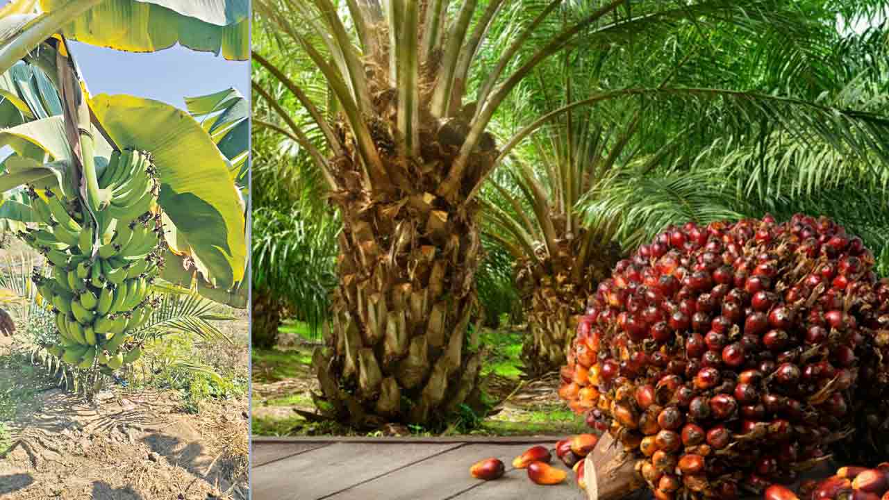డబుల్ ఆదాయం