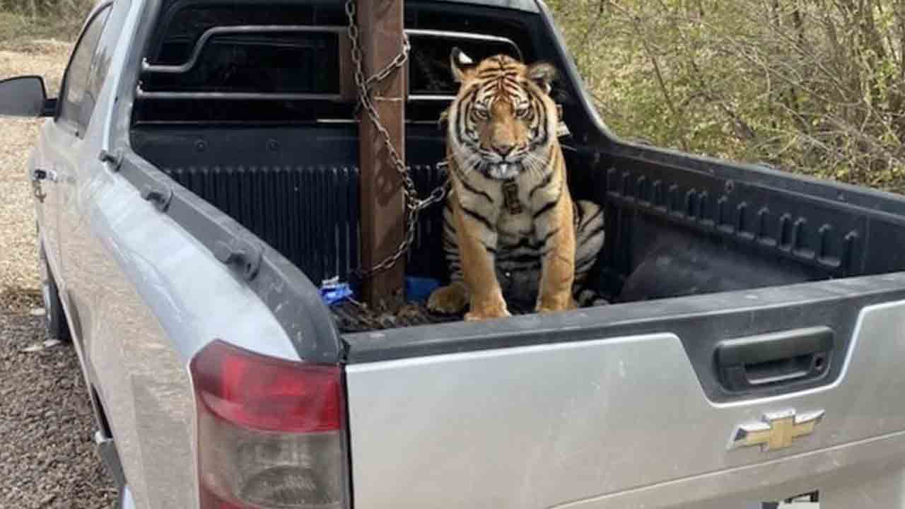 Mexican Drug Cartel | పోలీస్‌ రైడ్‌తో ట్రక్కును, టైగర్‌ను వదిలి డ్రగ్స్‌ ముఠా పరార్‌.. సోషల్‌ మీడియాలో ఫొటో వైరల్‌