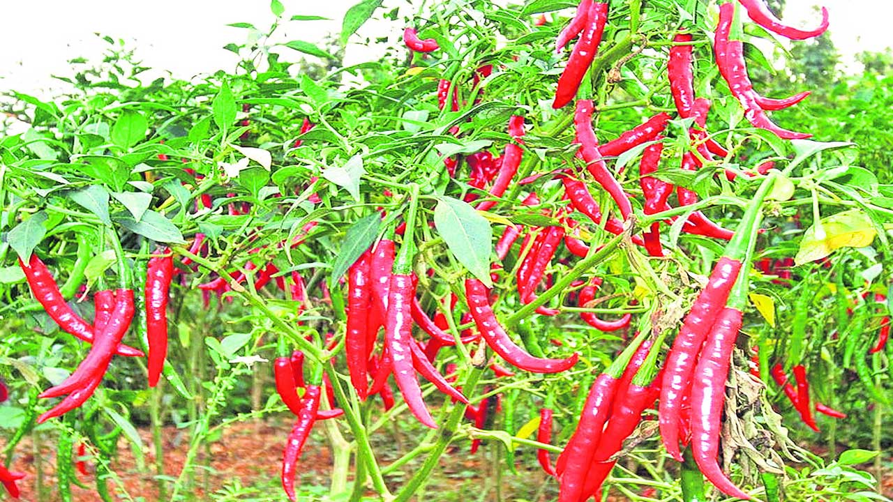 మన మిర్చికి మస్తు డిమాండ్